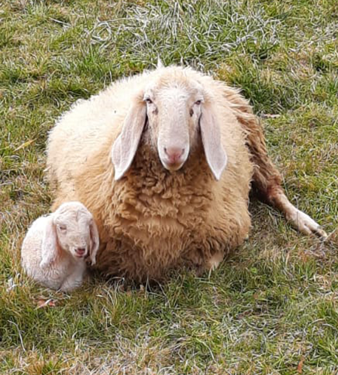 Ein dickes Schaf hütet sein Lamm