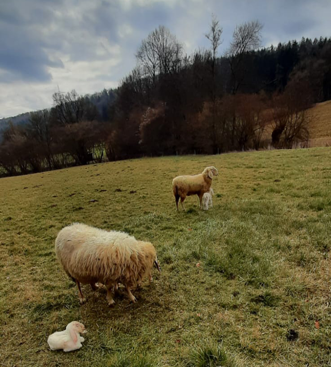 Schöne Herbststimmung mit Schafen