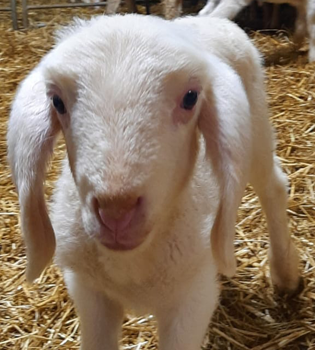 weißes Lamm Kleines weißes Lamm sieht direkt in die Kamera