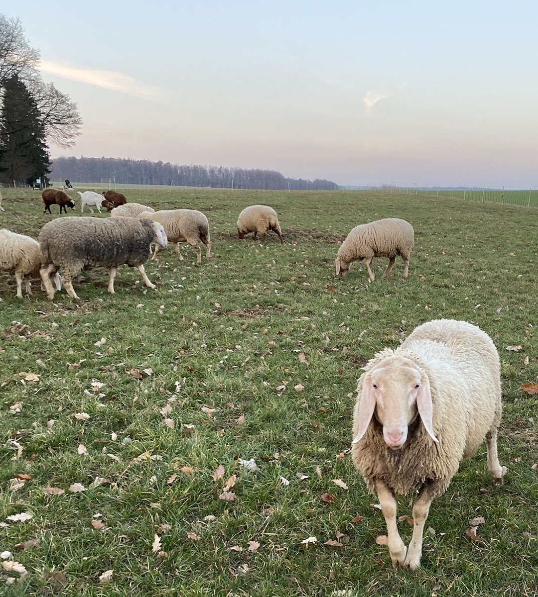 Einsames Schaf steht etwas abseits der Herde. 