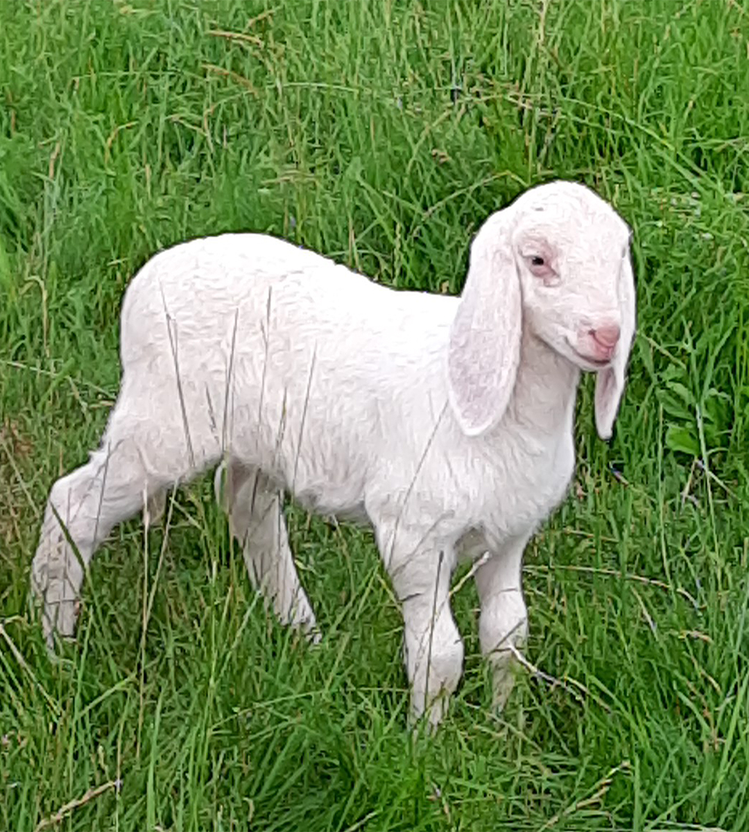 Ein Lämmchen steht ganz alleine auf der Wiese. 