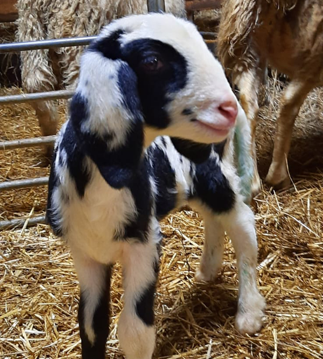 Schwarz-weißes Lamm Kleines schwarz-weißes Lamm schaut mit freundlichem Ausdruck.