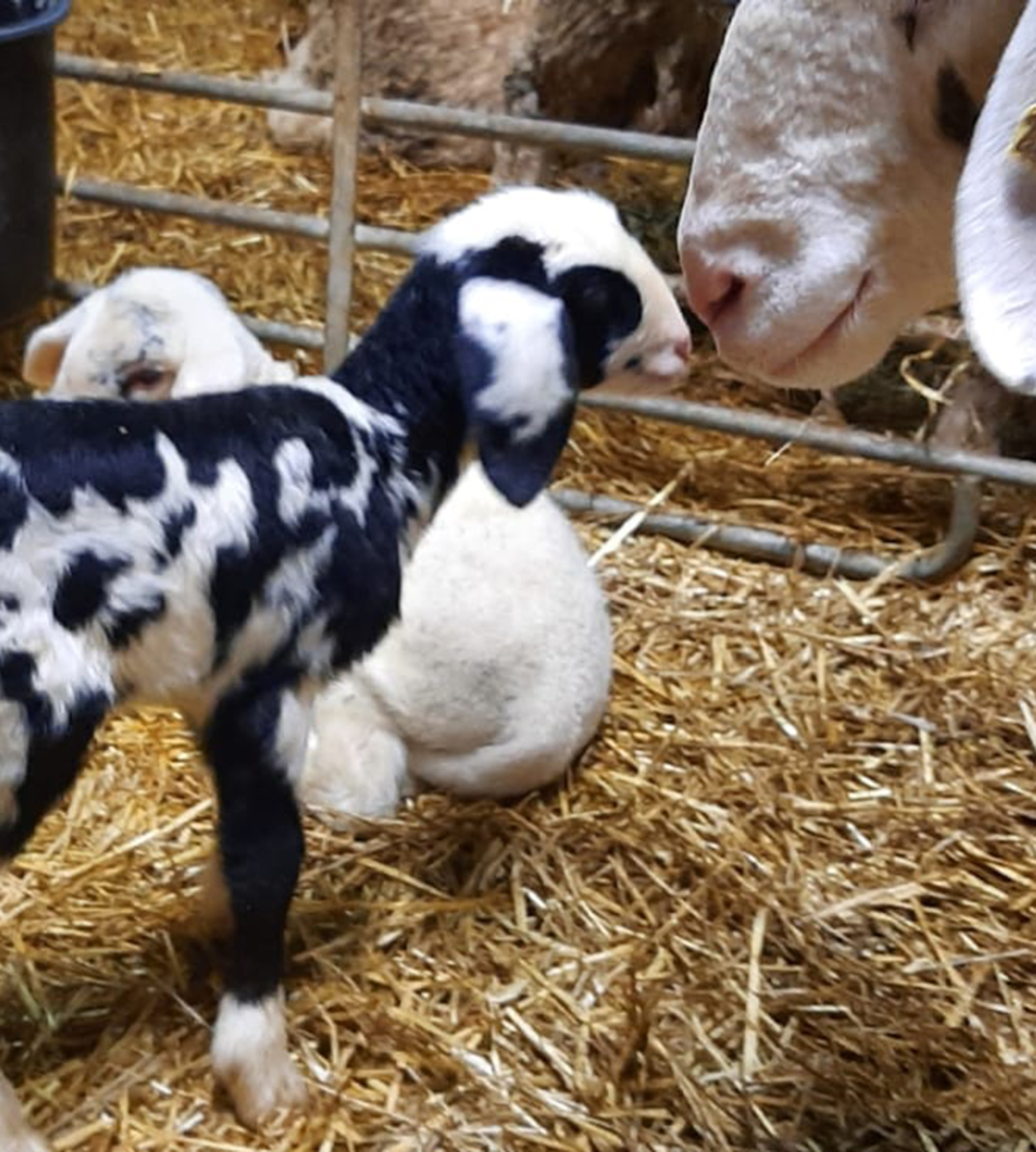 Ein schwarz-weißes Lamm sucht seine Mutter. 
