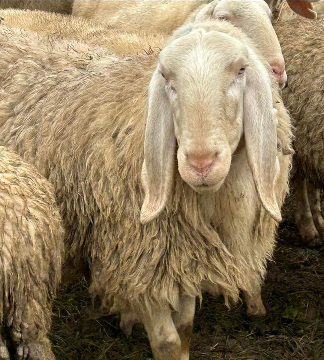 Ein Bergamasca Schaf sieht direkt in die Kamera.