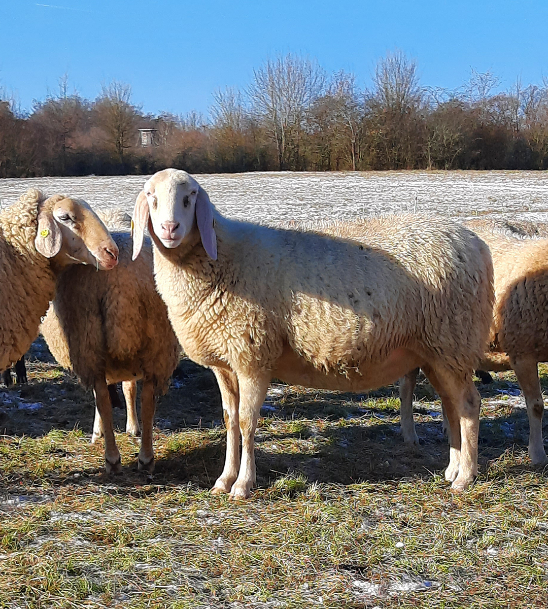 Stolzes Schaf Aufmerksame Schafe stehen vor winterlicher Kulisse.
