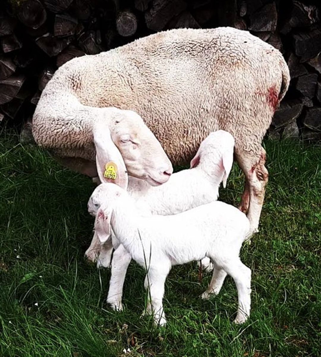 zwei frische Lämmer Frisch geborene Lämmer