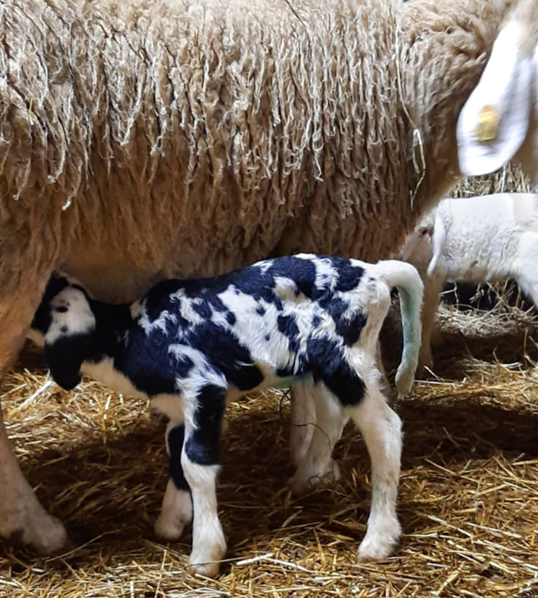 Trinkendes Lämmchen Kleines schwarz-weißes Lamm trinkt bei der Mutter