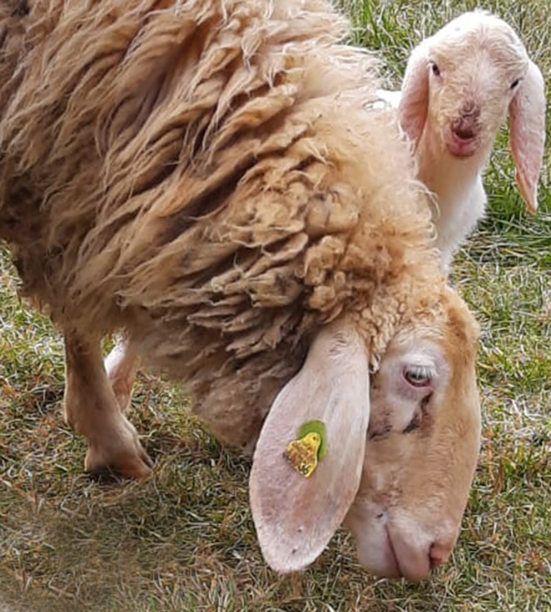 Ein kleines Lamm schaut vorwitzig hinter seiner Mutter hervor.