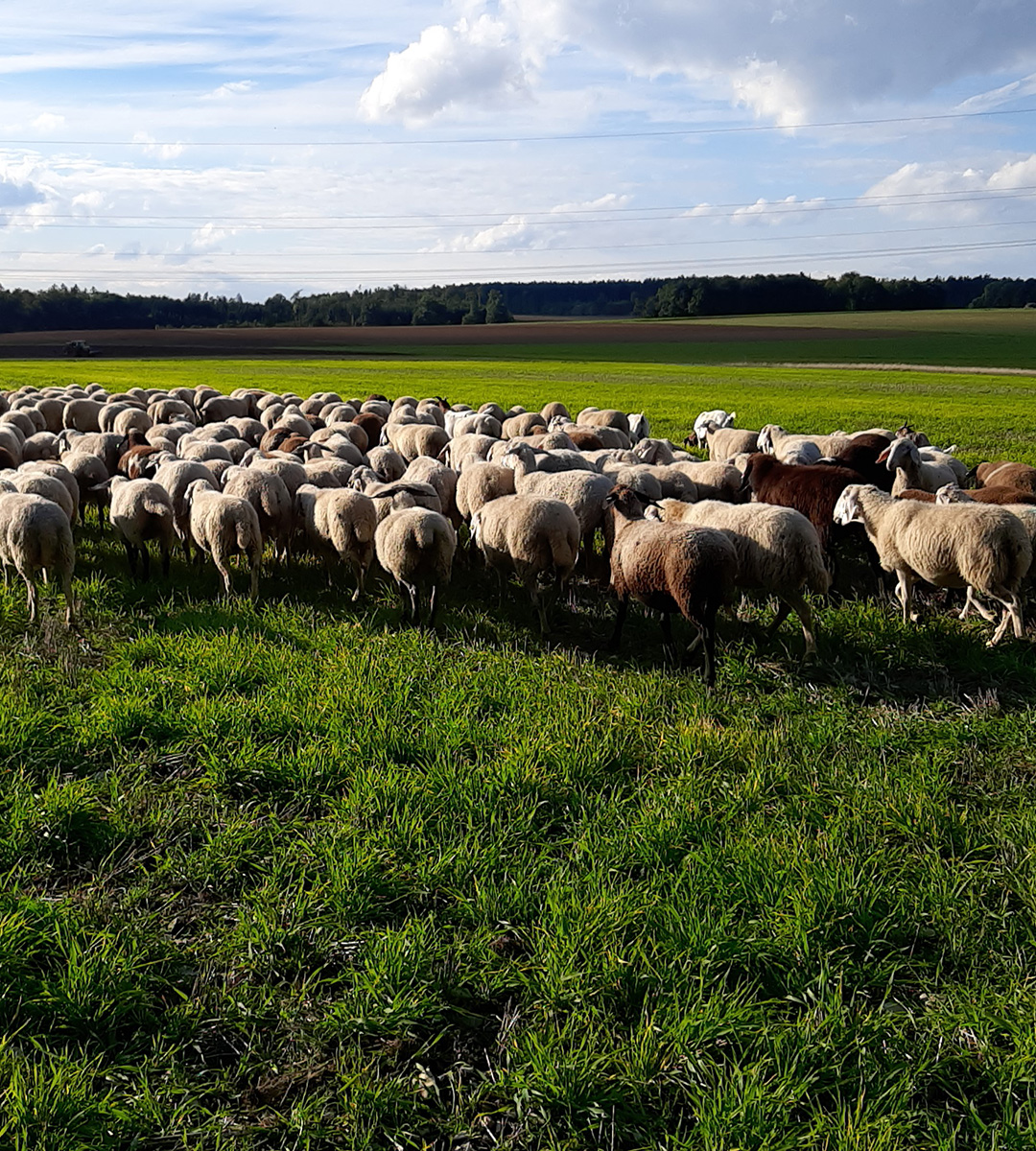 Umtrieb Schafherde auf der Wiese