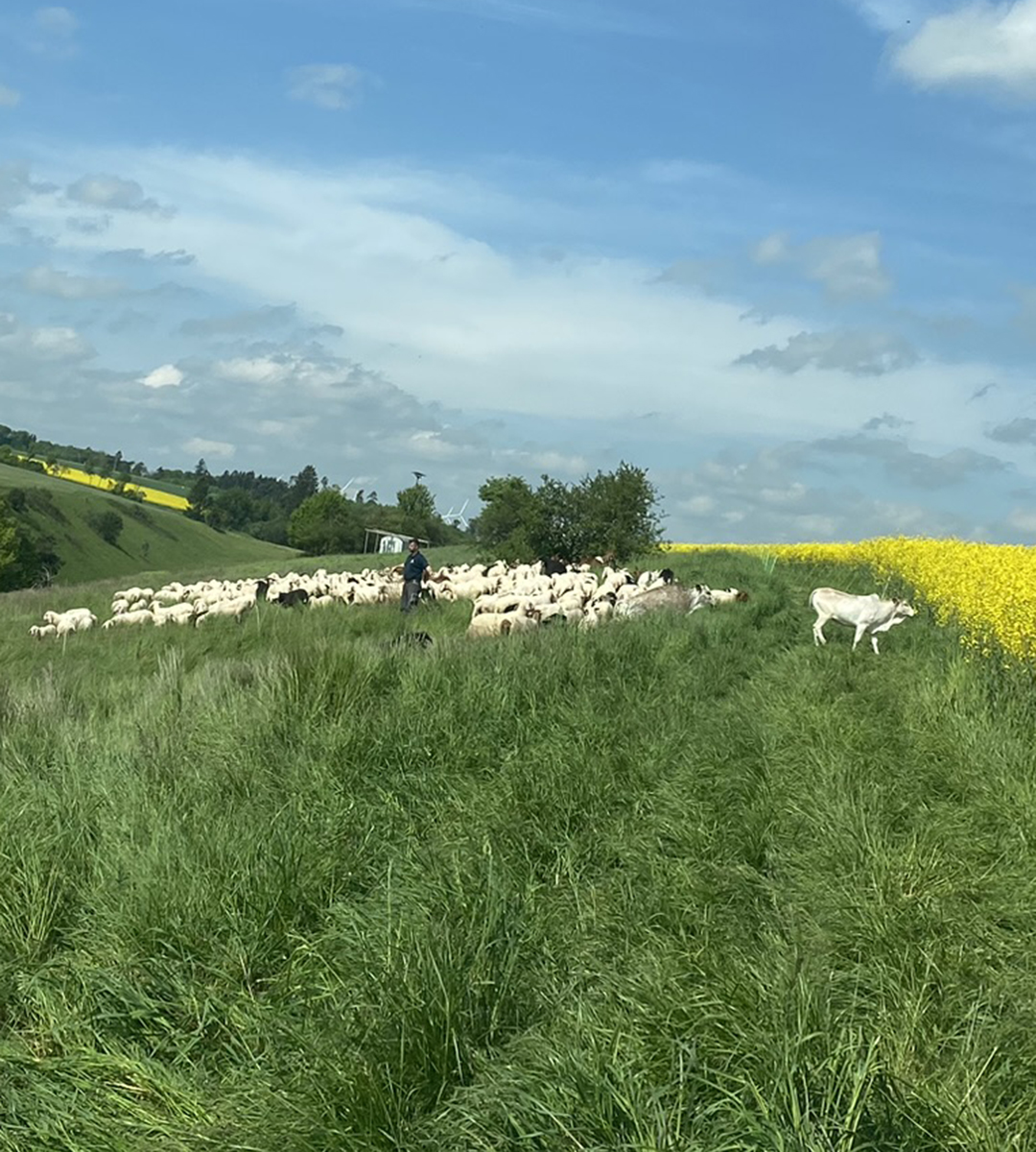 Die Herde steht weit weg.