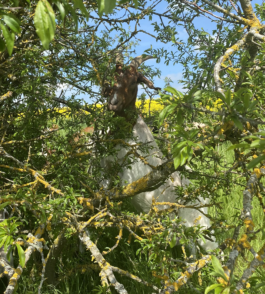 Eine Ziege versteckt sich im Baum.