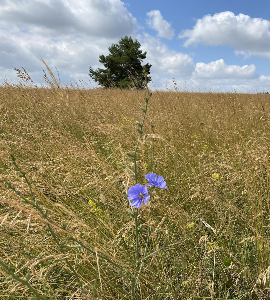 Eine Kornblume steht einsam im Feld.