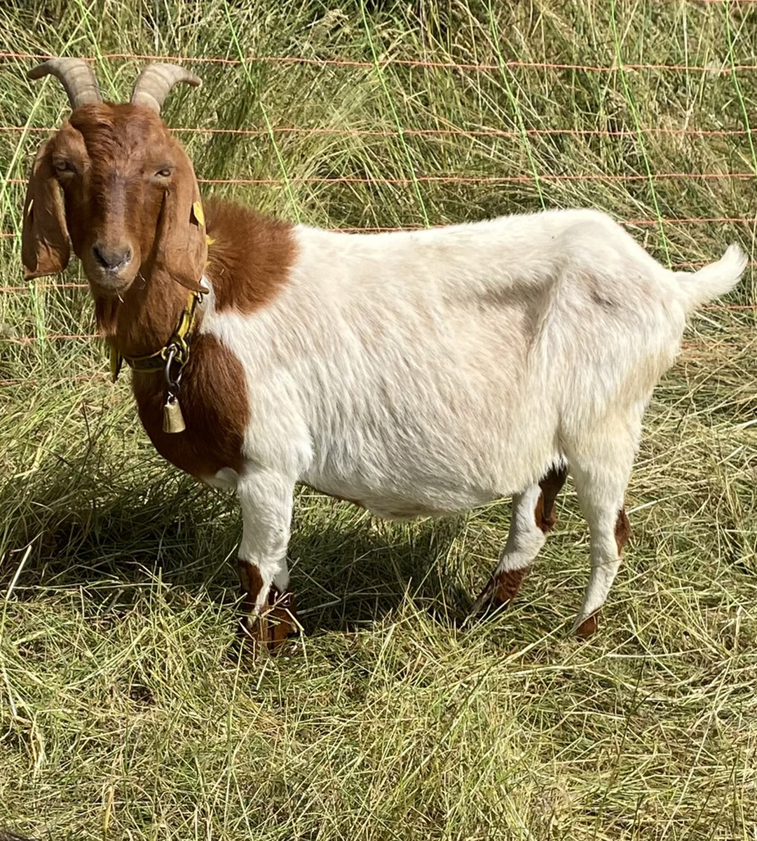 Ein Ziegenbock schaut stolz in die Kamera. 