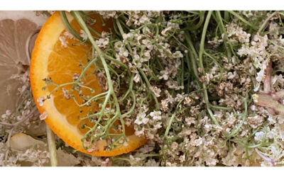 Holundersirup, die erste