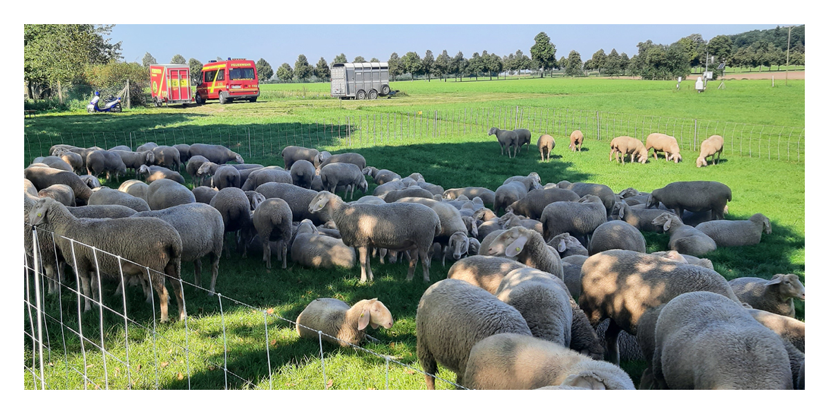 Mederer 40. Lehrhüten In Triesdorf | Schäferei Mederer