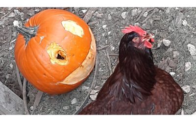 Unsere Federgeister bereiten Halloween vor
