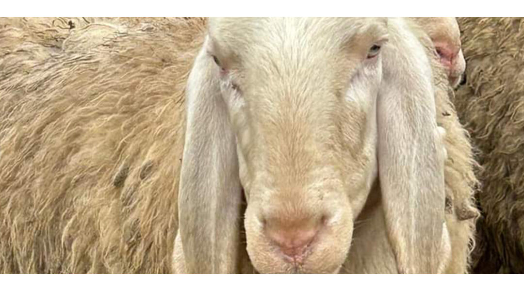 ein neuer Bergamasca Bock in der Herde