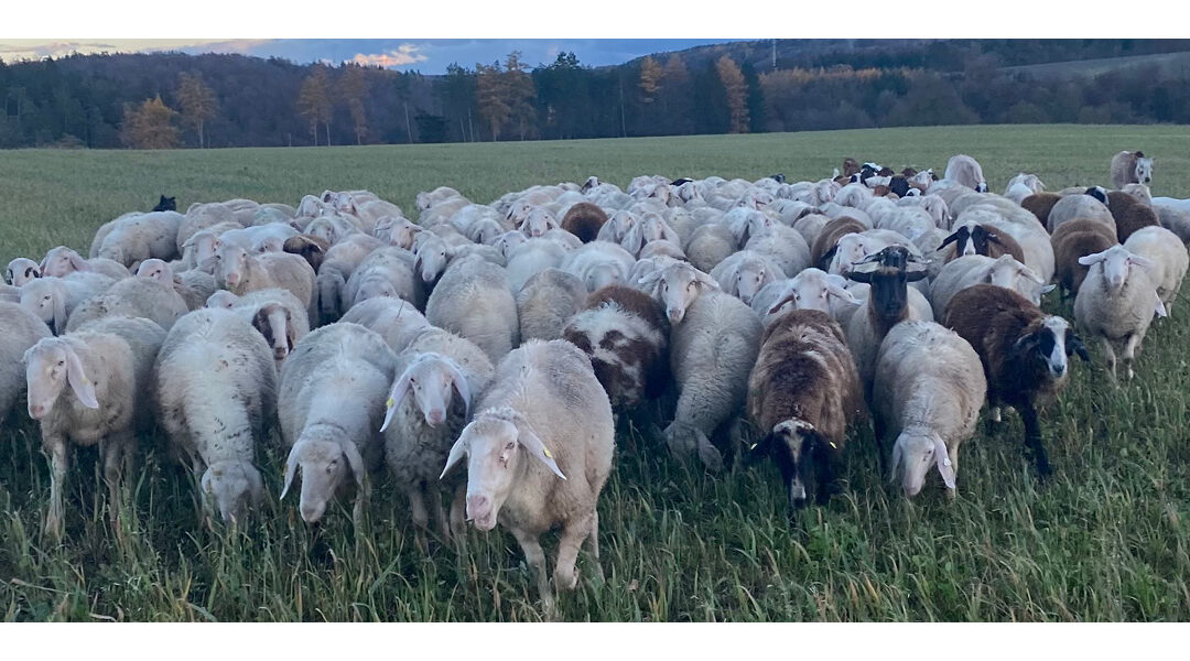 Herde im Freien