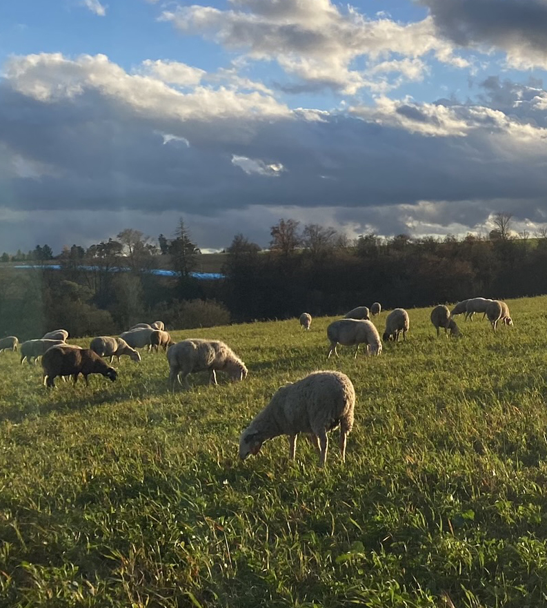 Herde im Freien