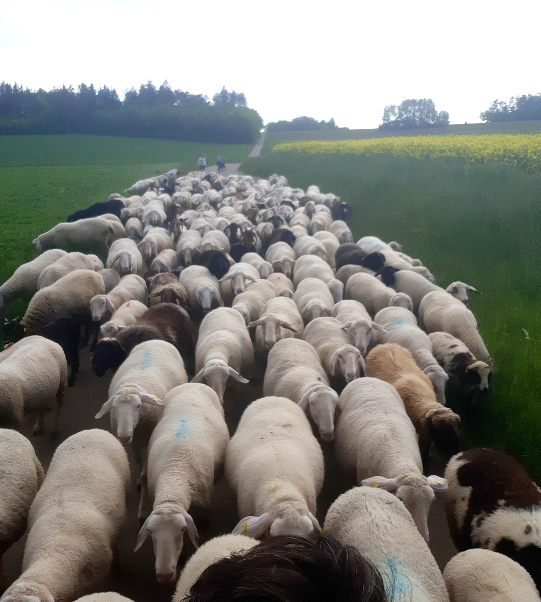 Herde im Spätsommer